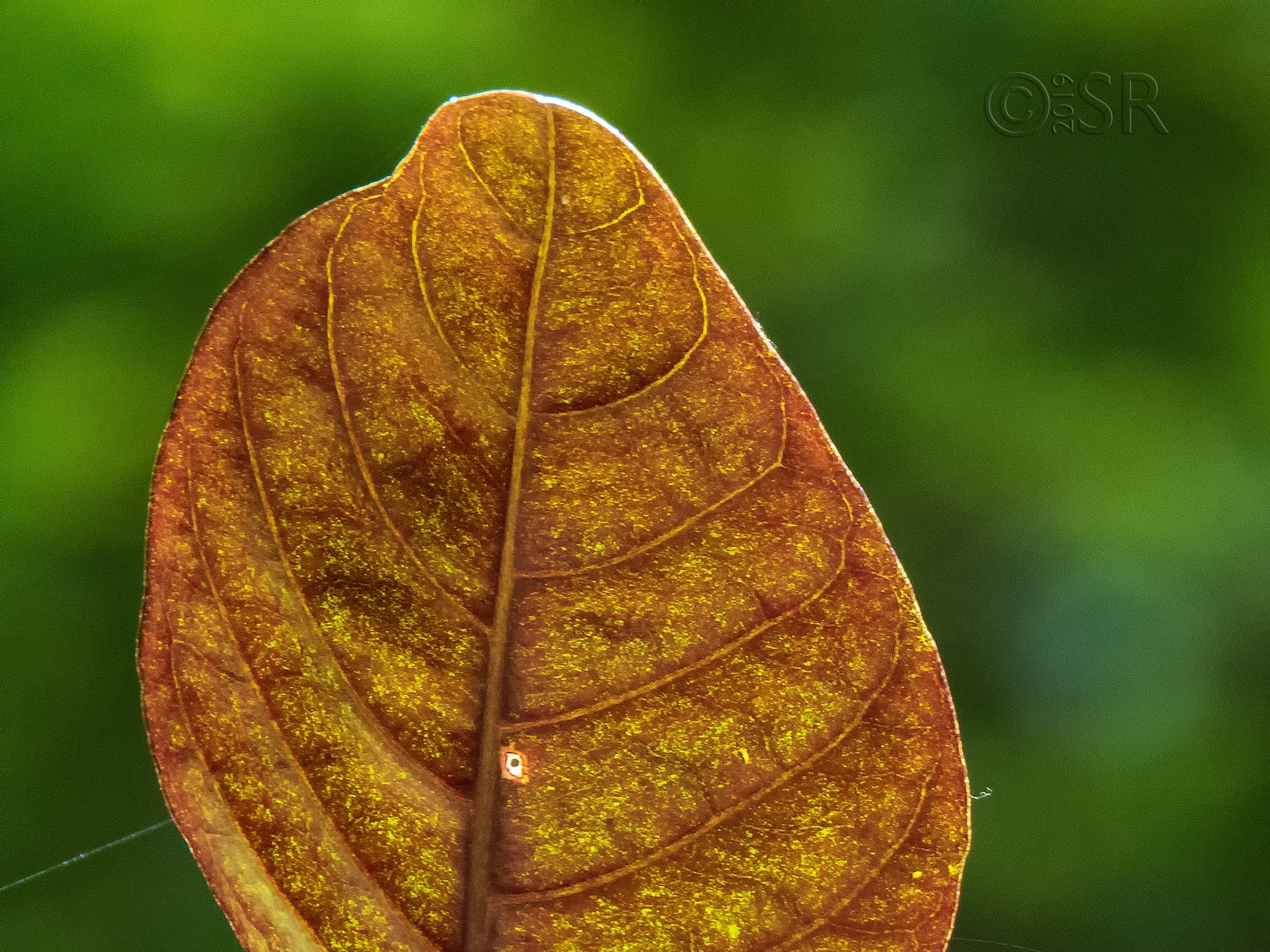 IMG_0333-croton-leaf