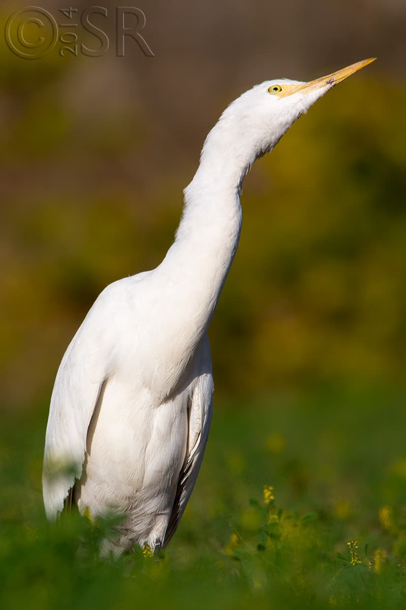 IMG_7126-cattle-igret