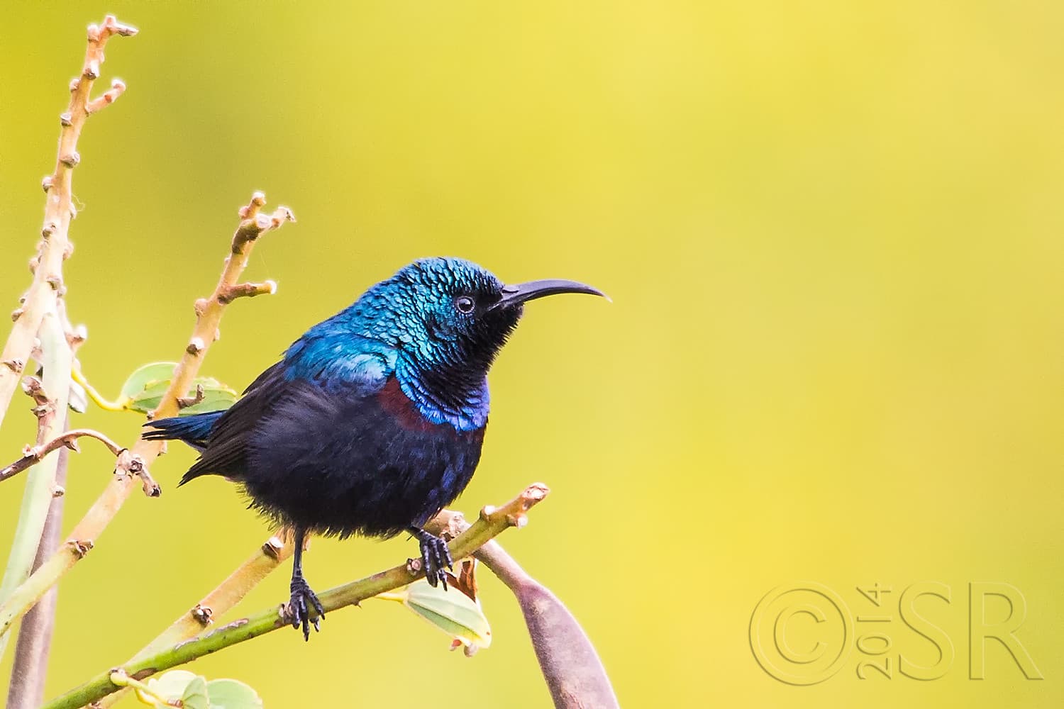 IMG_7233-sunbird