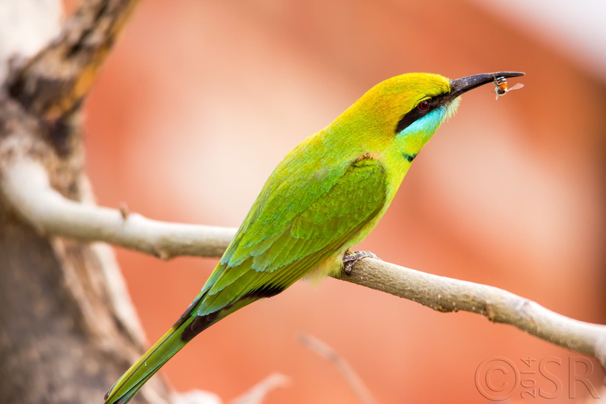 IMG_7647-blue-cheeked-bee-eater