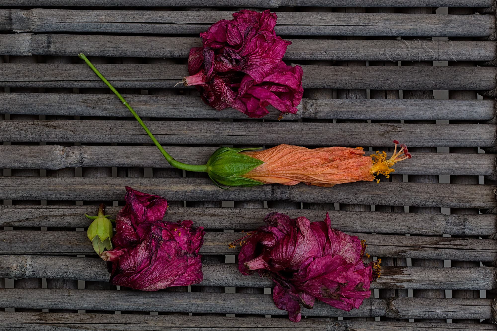 _J2A0125-withered-flowers