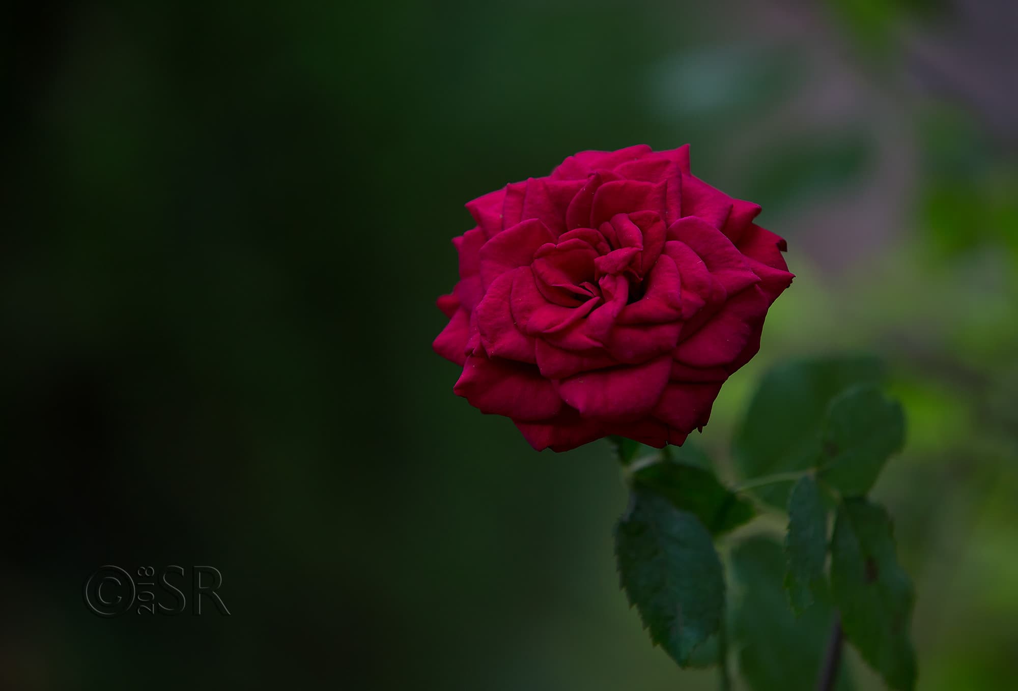 _J2A0777-red-rose