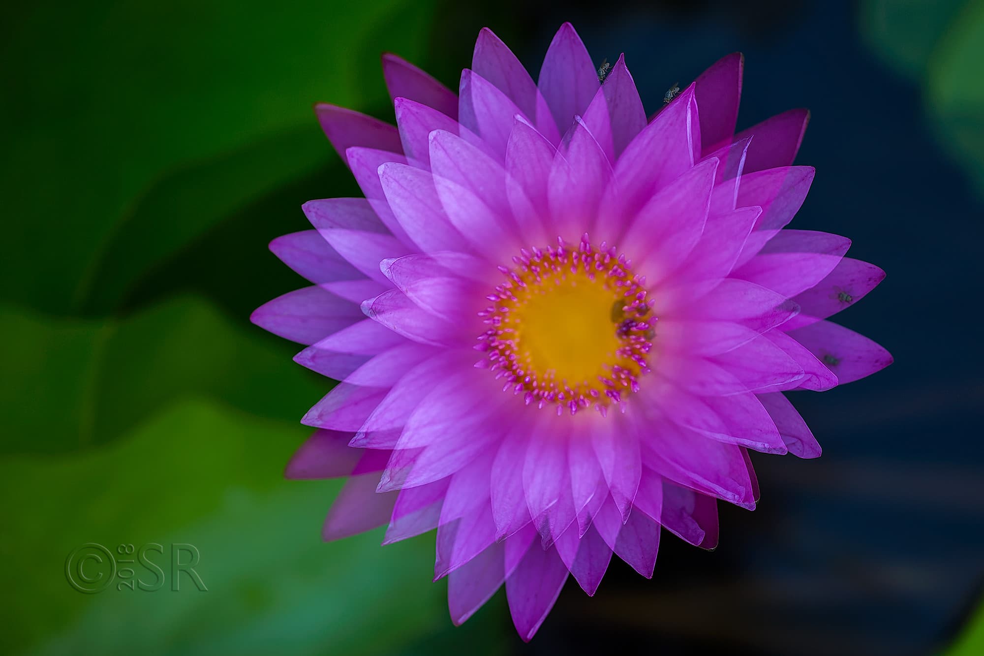 _J2A2297-lotus-double-exposure