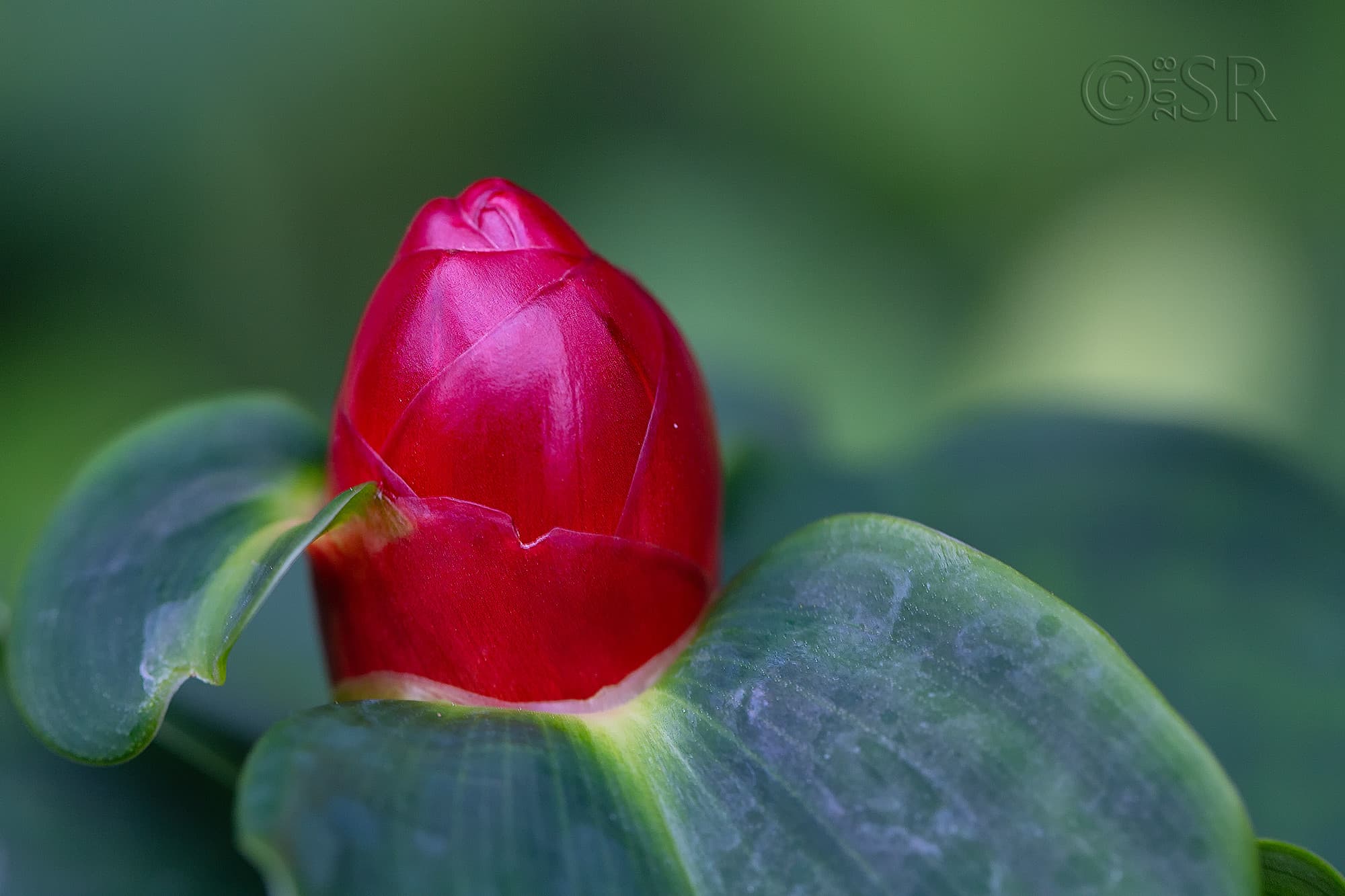 _J2A2573-red-bud-web