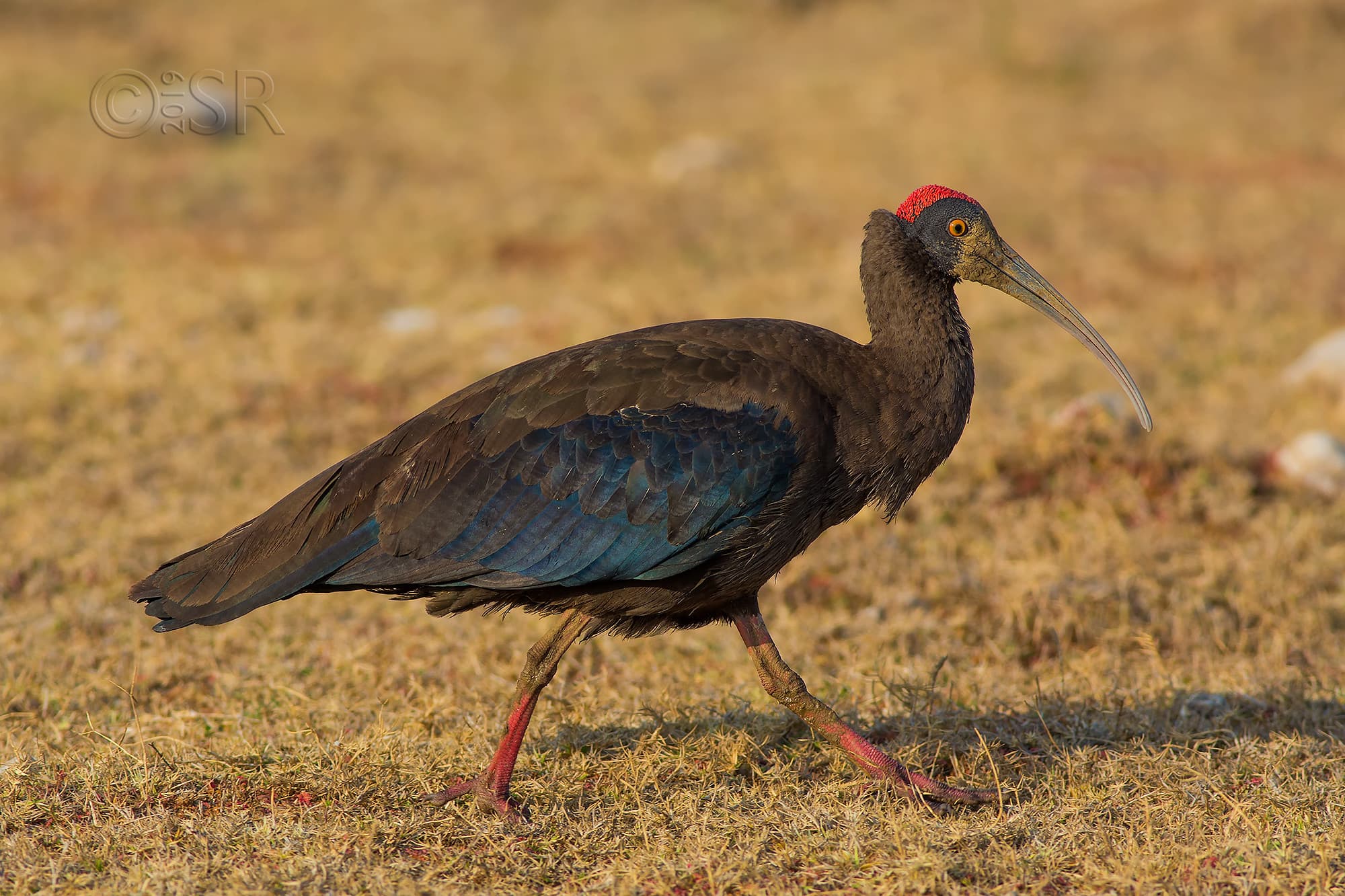 _J2A3744-red-naped-ibis