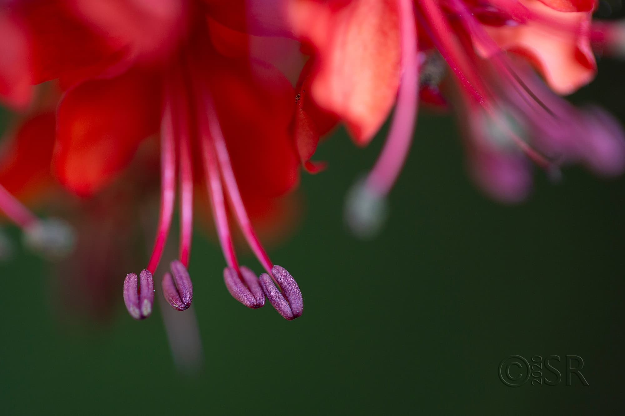 _J2A5584-creeper-stemen