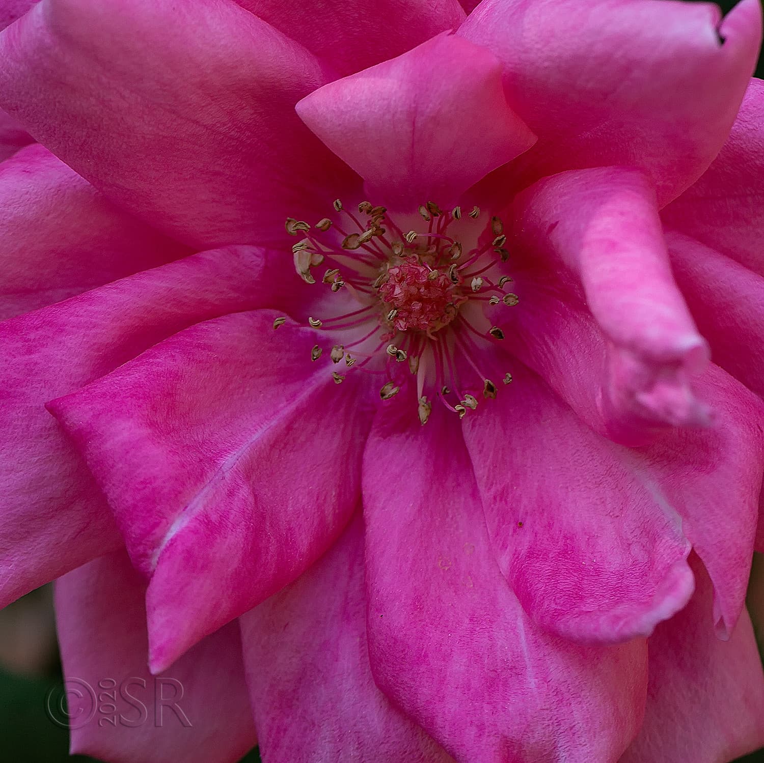 _J2A5643-rose-close-crop-web