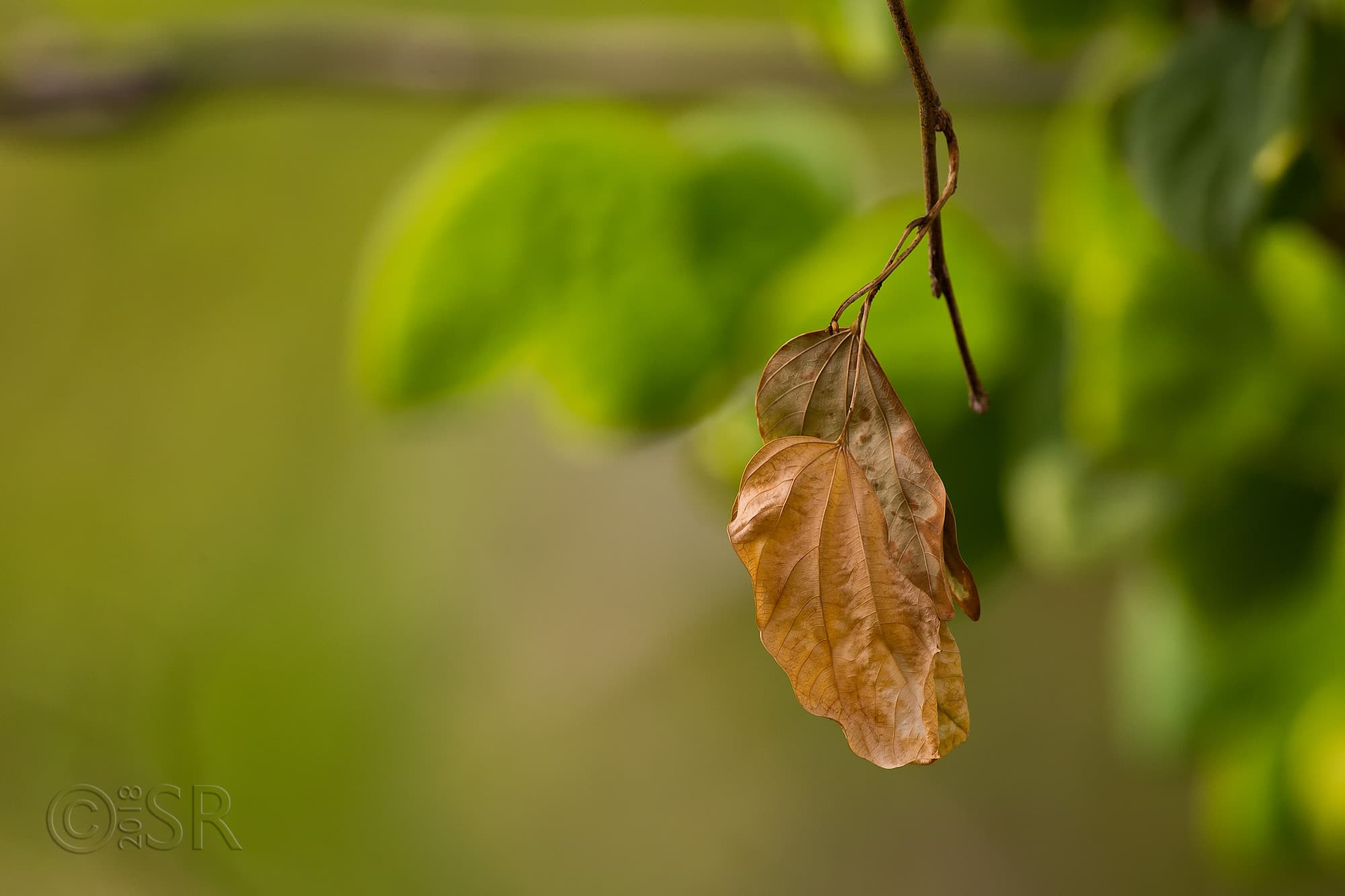 _J2A6639-brown-green-leaves