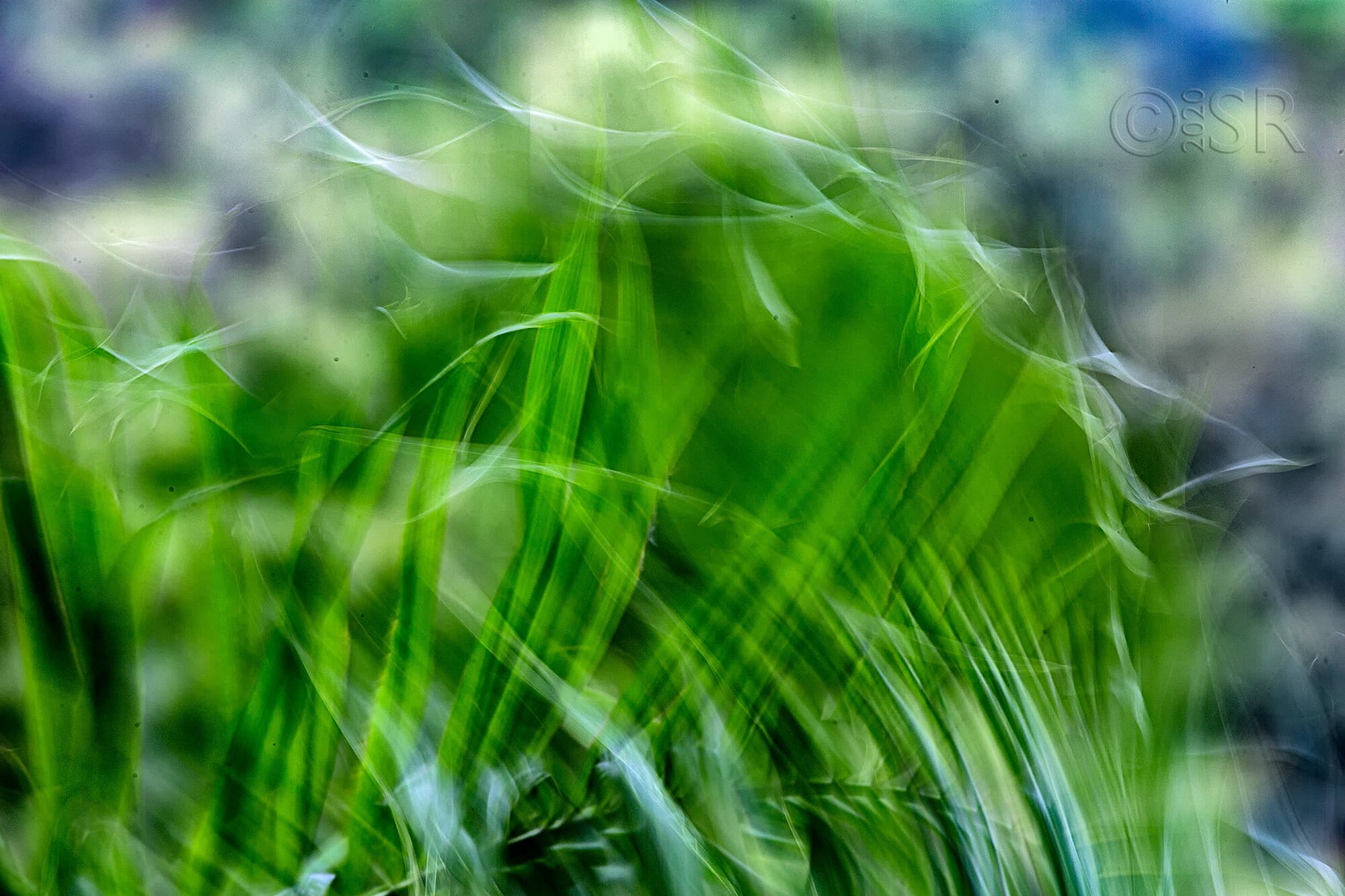 _J2A8550-impression-web