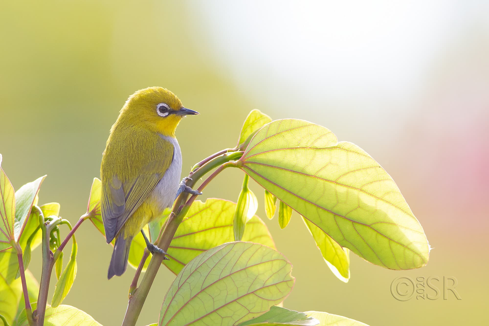 _J2A9069-white-eye