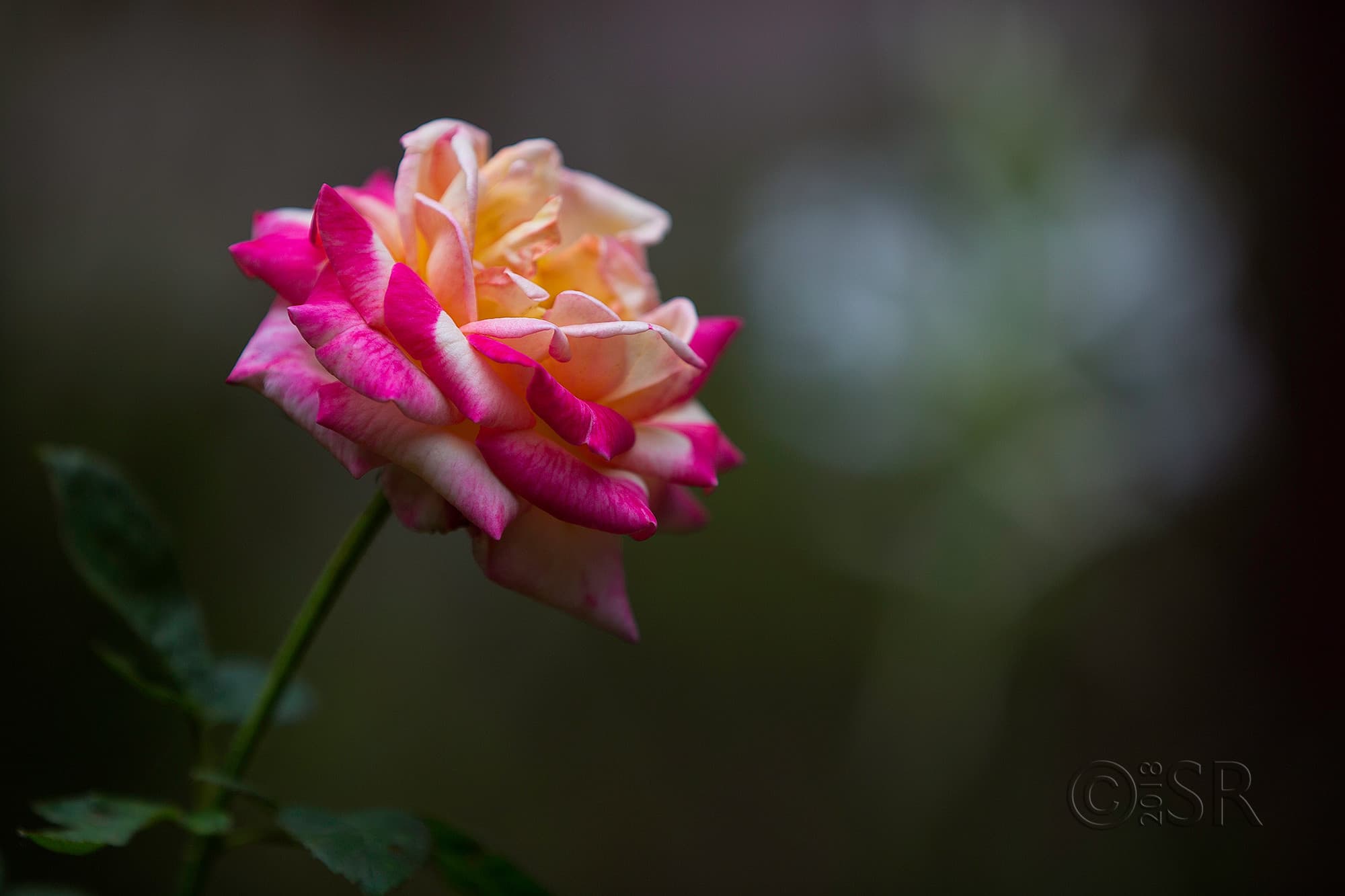 _J2A9764-pink-orange-white-rose