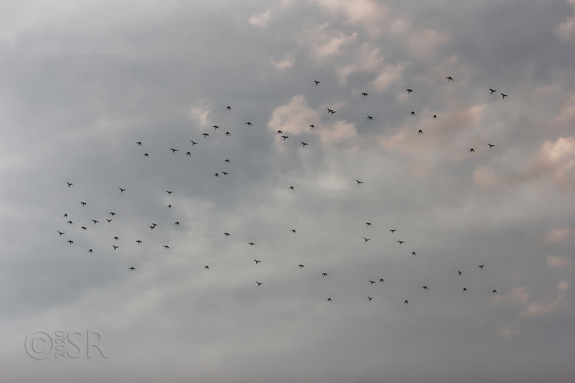 _MG_1175_sky-parakeets