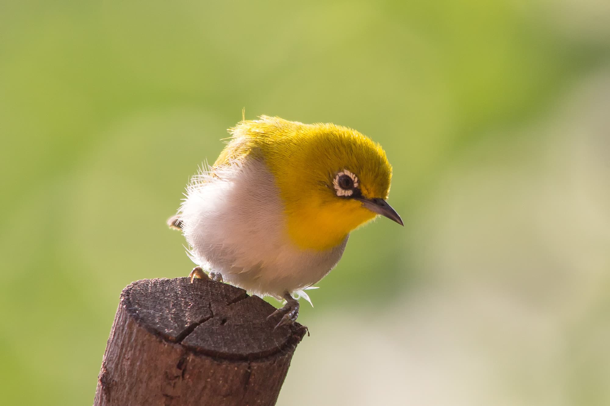 _MG_1767-white-eye
