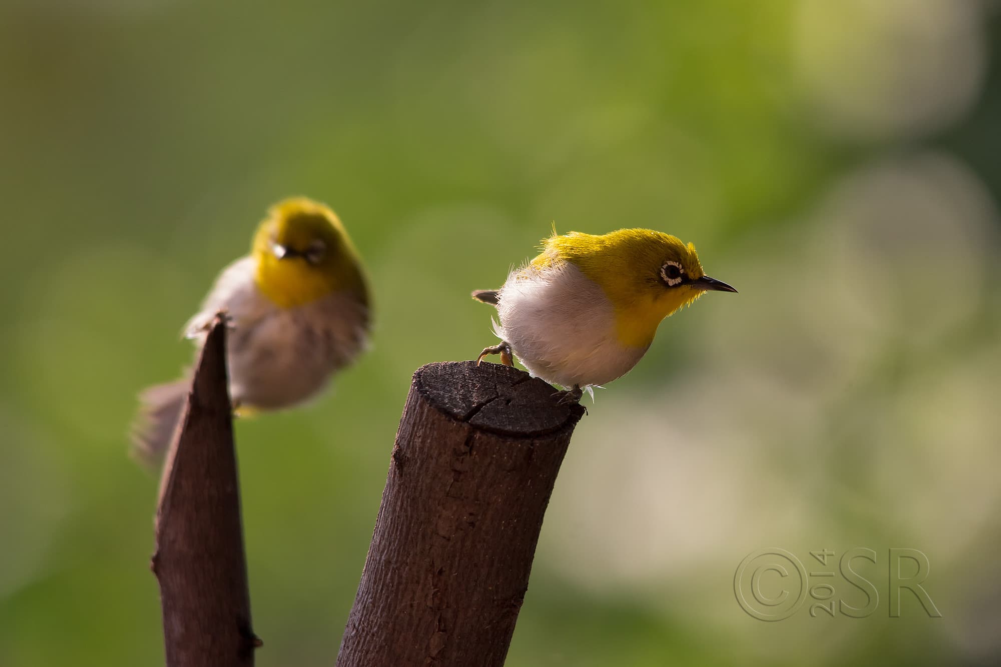 _MG_1768-white-eye