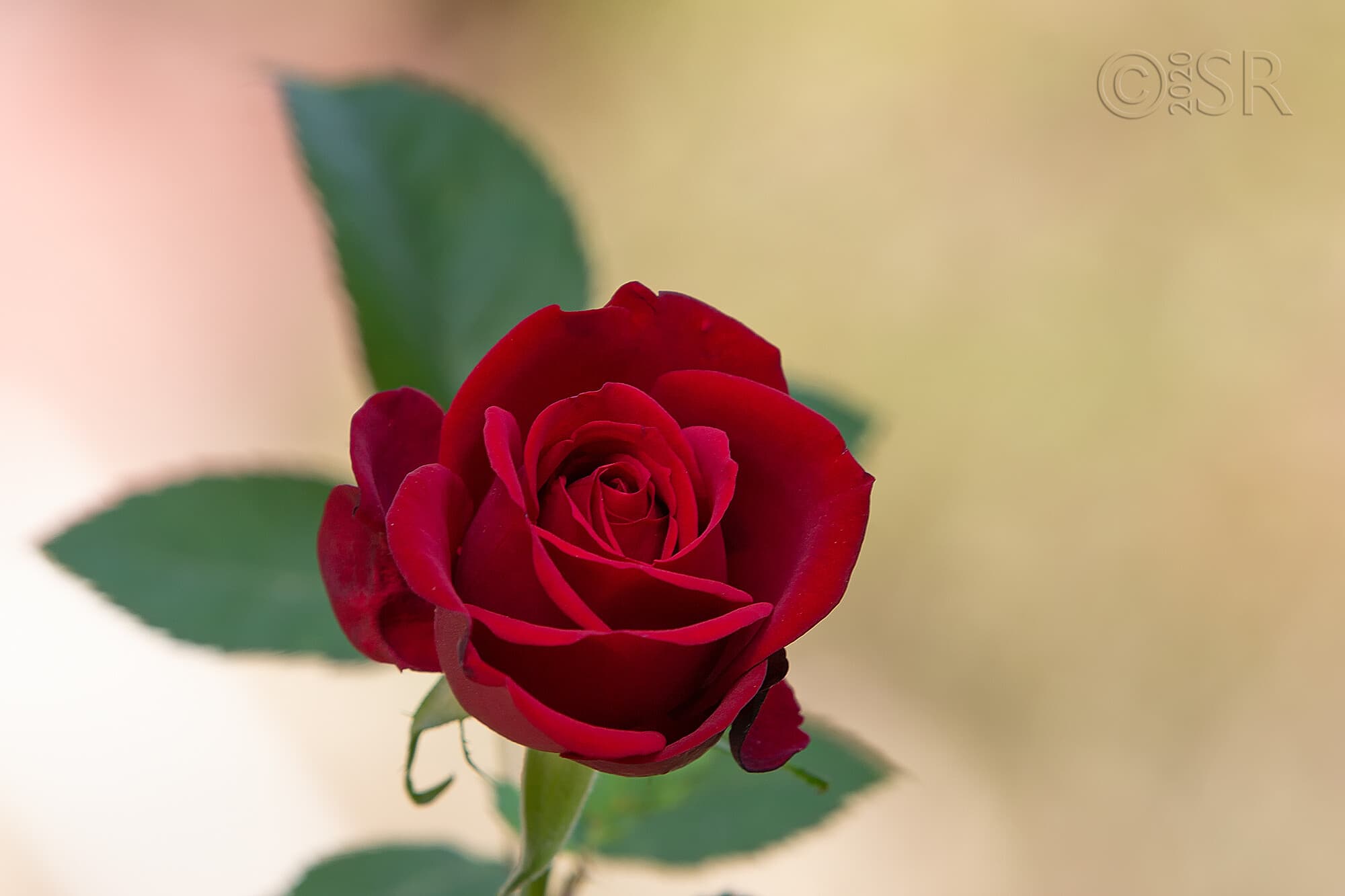 _MG_1826-rose