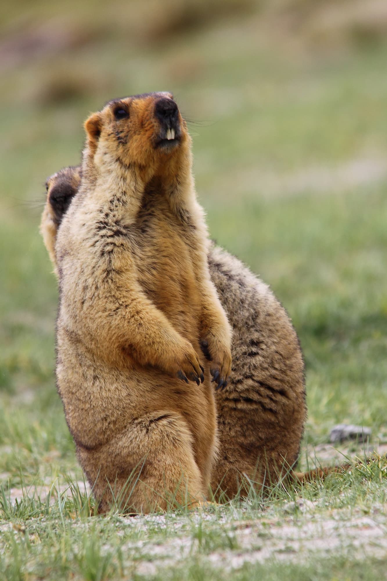 _MG_2145-mermot-looking-up