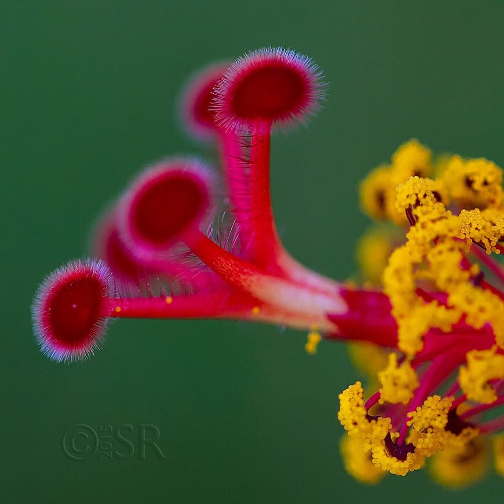 _MG_8101-hibiscus-stamen-square