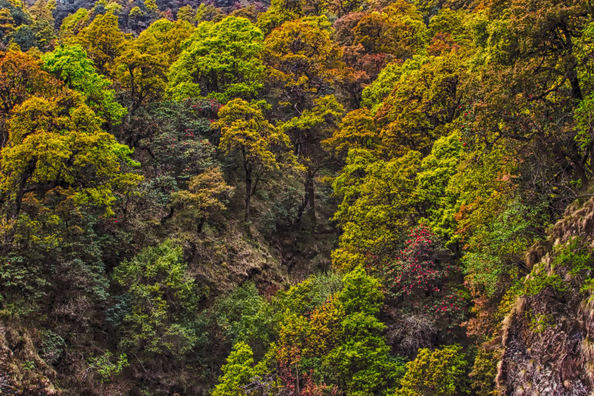_MG_8917-pangot-landscape-hdr-1
