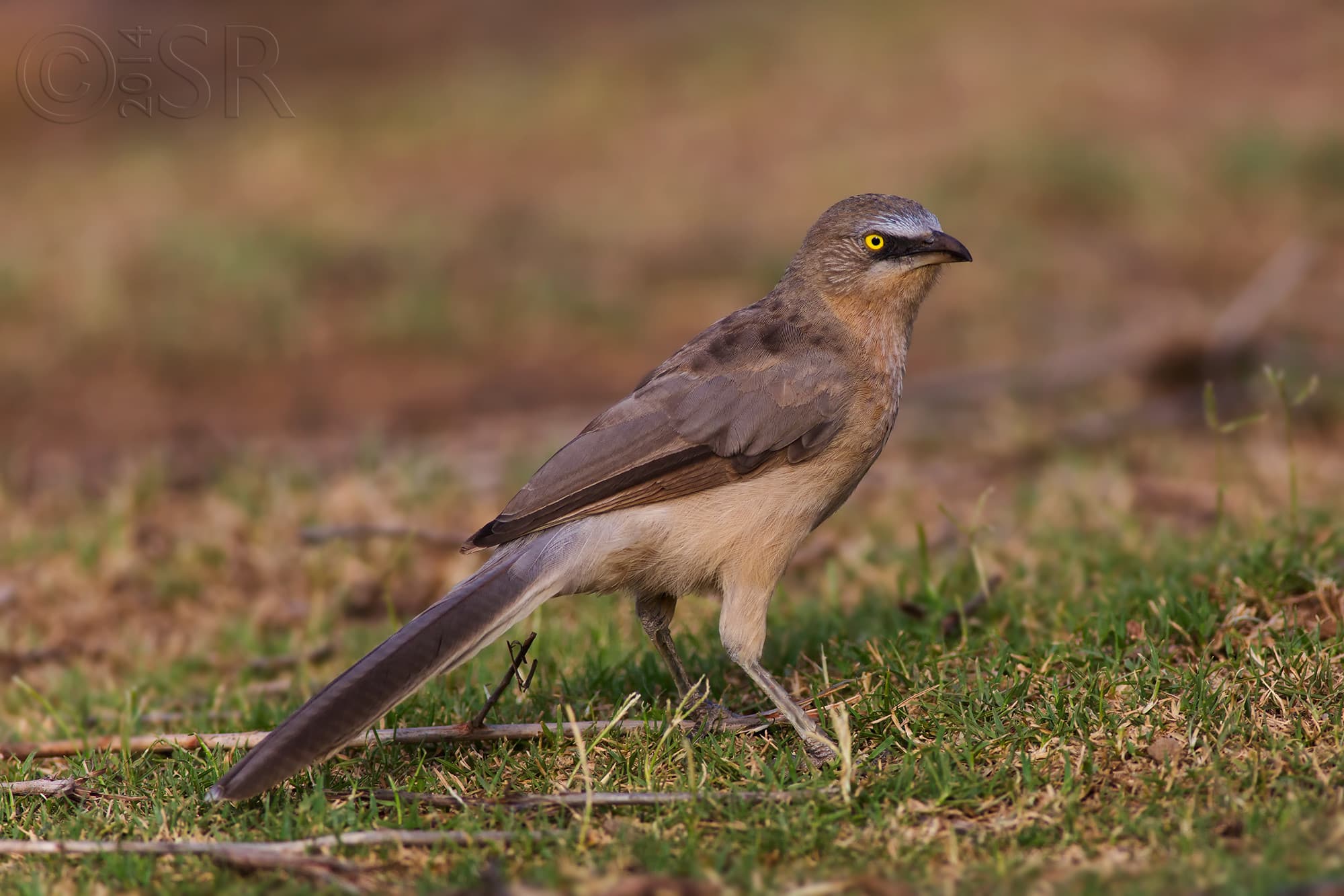 TJ2A0153-large-grey-babbler