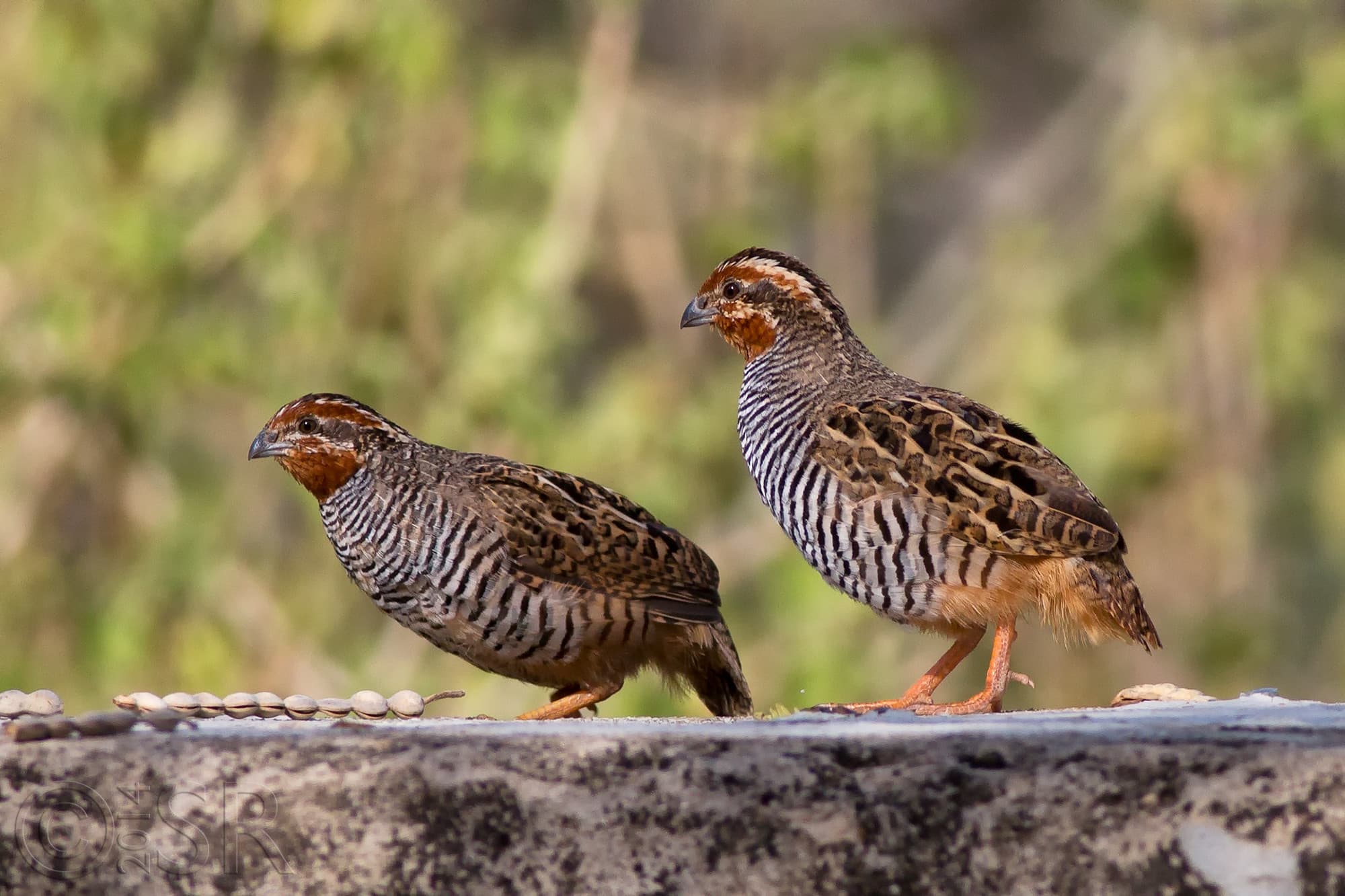 TJ2A0212-jungle-bush-quail