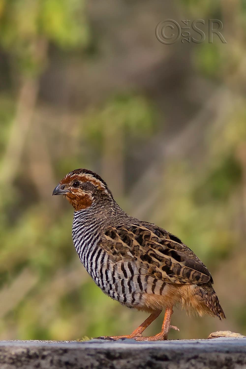 TJ2A0215-jungle-bush-quail