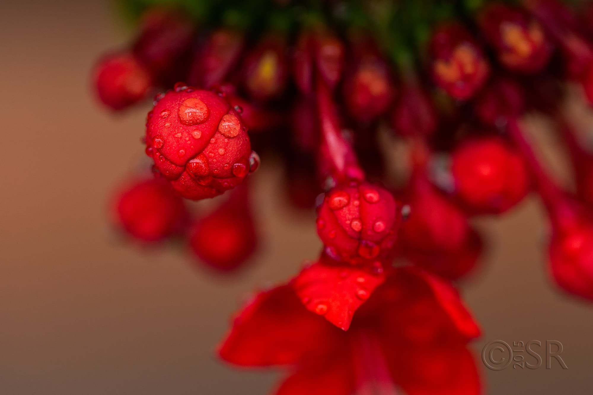 TJ2A0439-creeper-flower