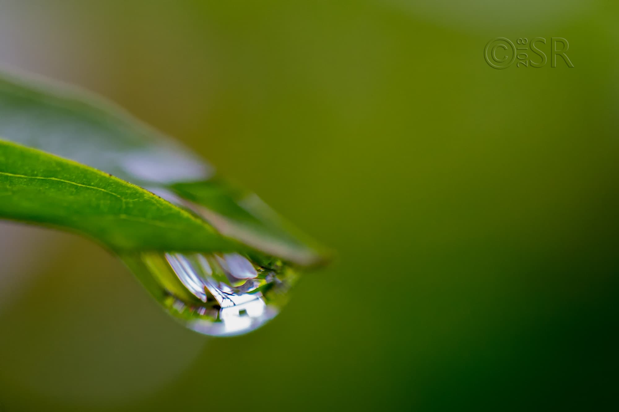 TJ2A0459-leaf-water-drop-2