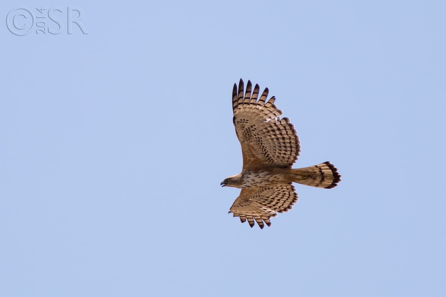 TJ2A0709-crested-serpent-eagle-juv