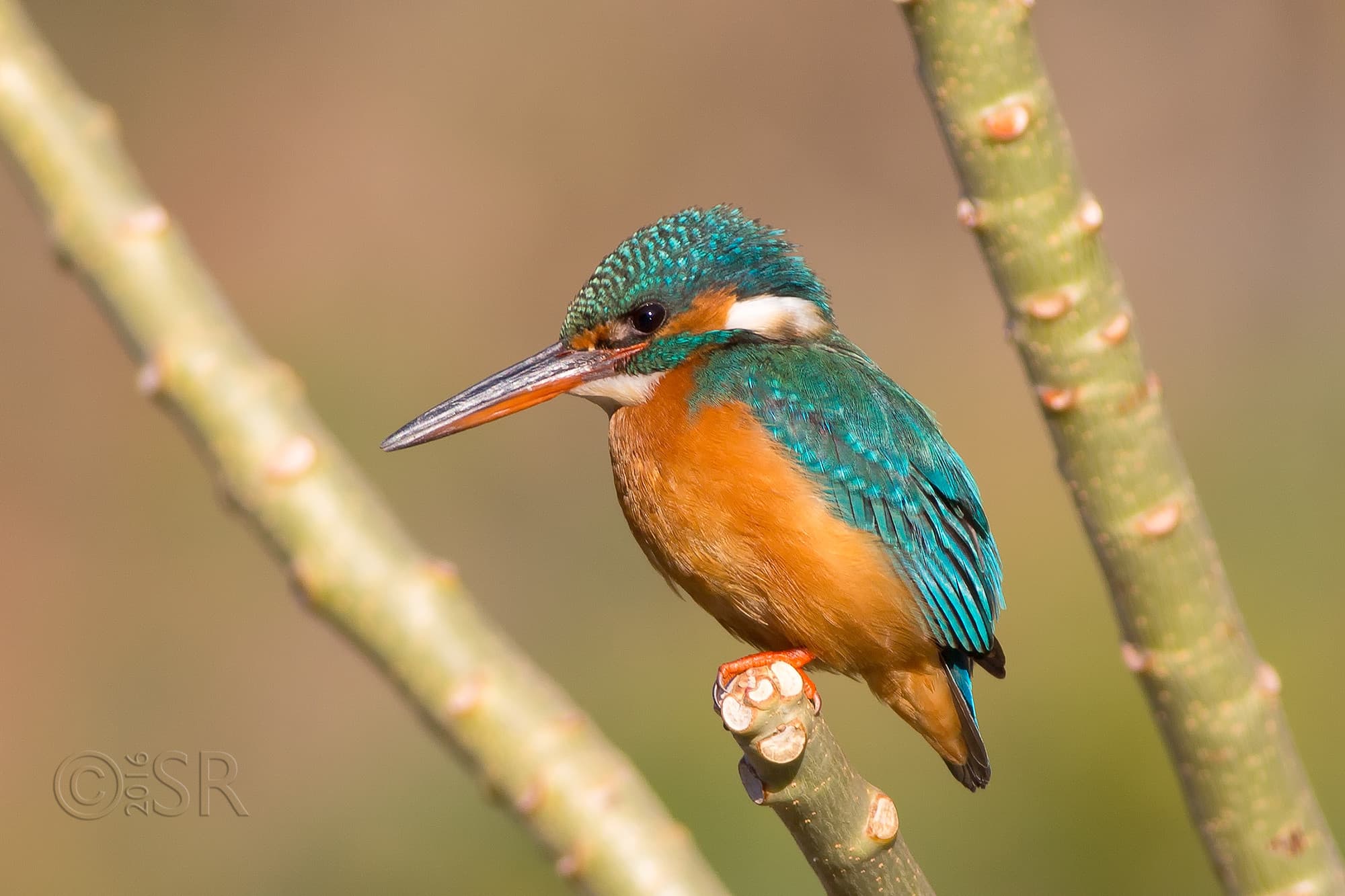 TJ2A0775-common-kingfisher