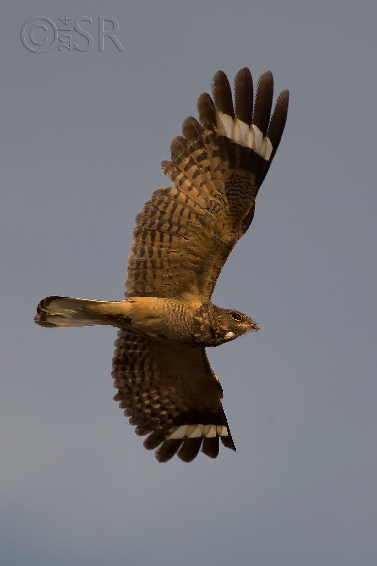 TJ2A0777-savana-nightjar-flight