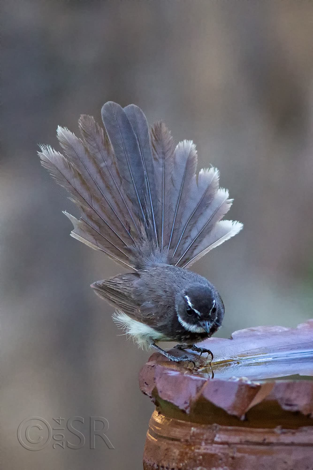 TJ2A1249-spotted-fantail