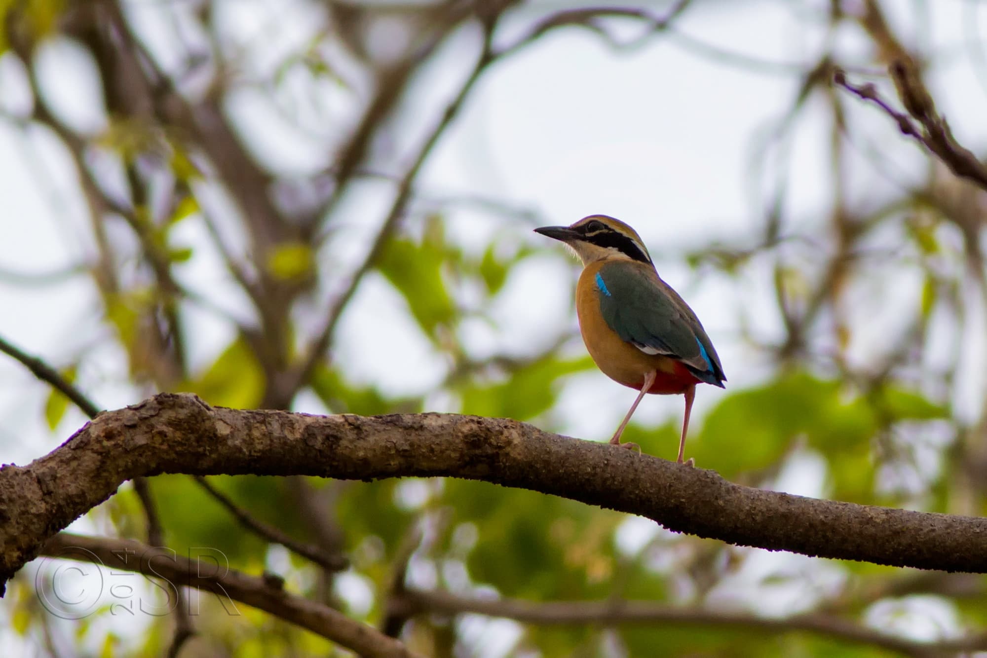 TJ2A1430-indian-pitta