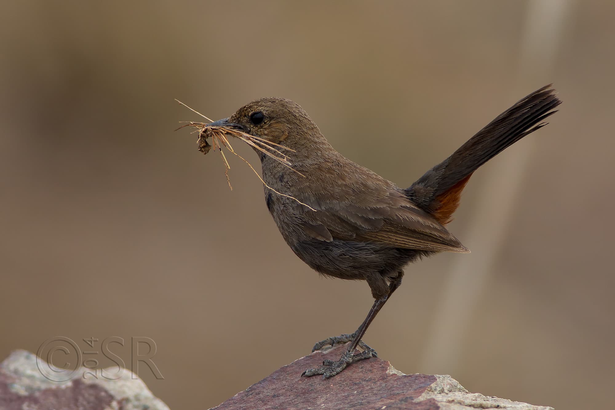 TJ2A1912-indian-robin-female-nesting-material