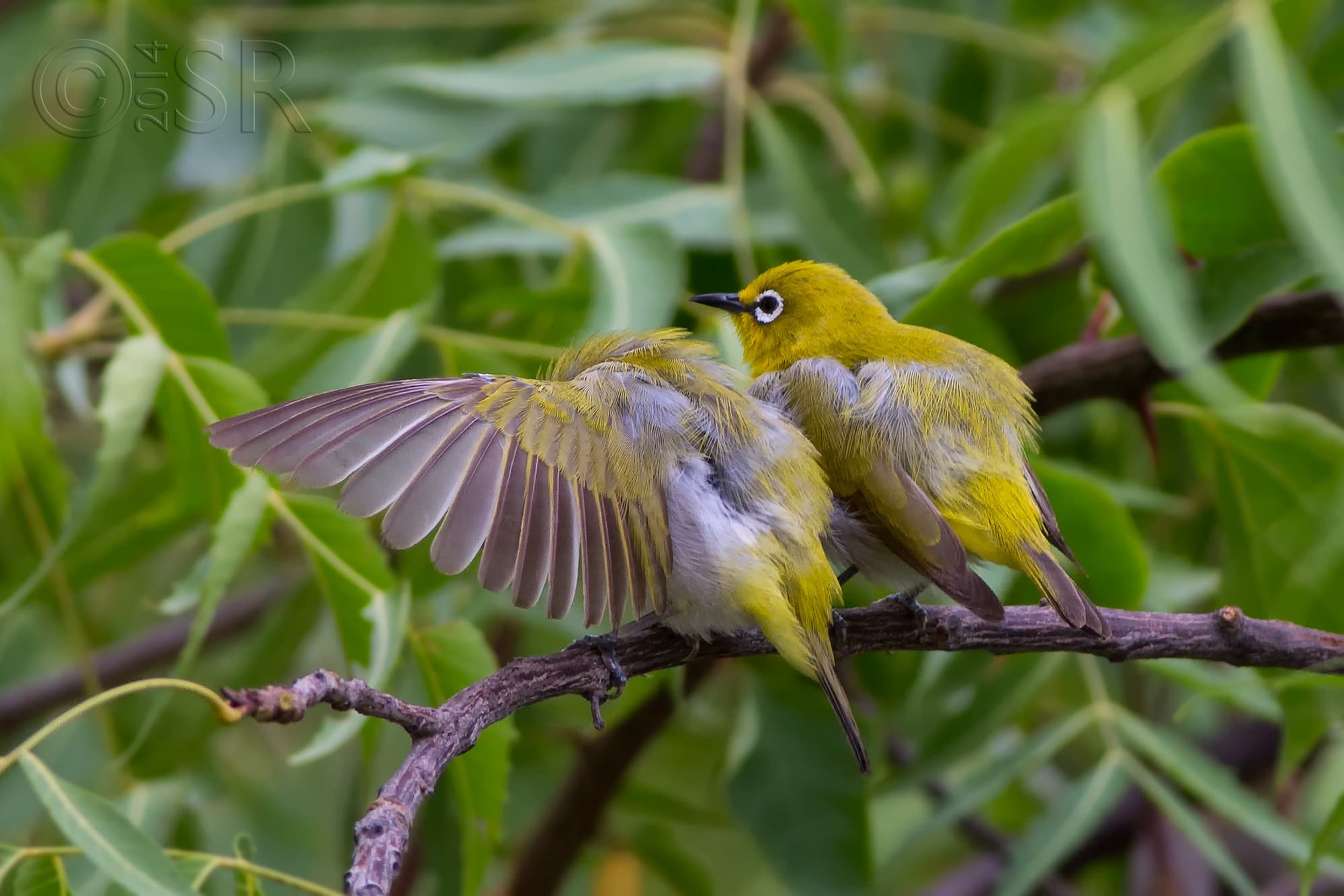 TJ2A2074-white-eye-pair
