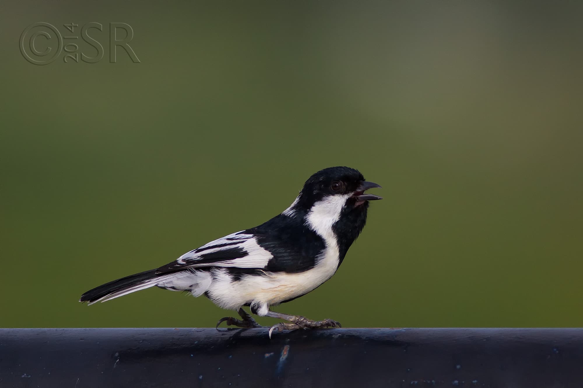TJ2A2093-white-naped-tit