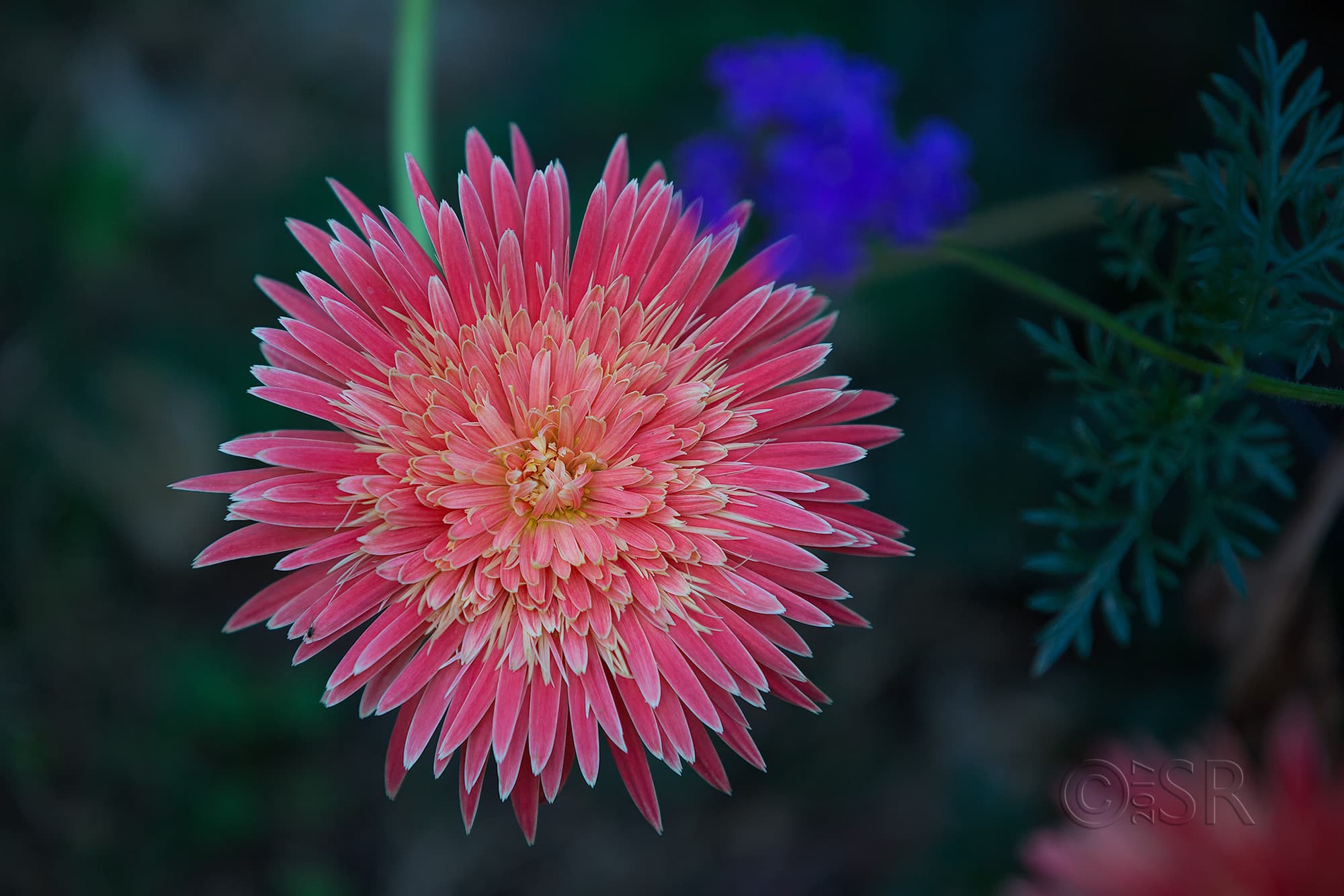 TJ2A2154-pink-gerbera