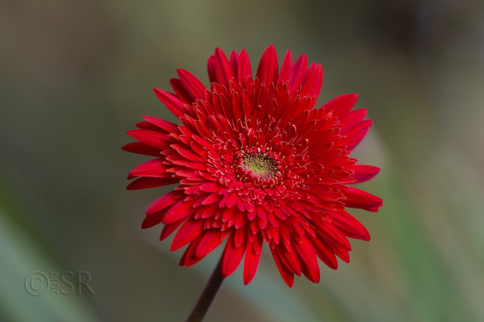 TJ2A2203-red-gerbera