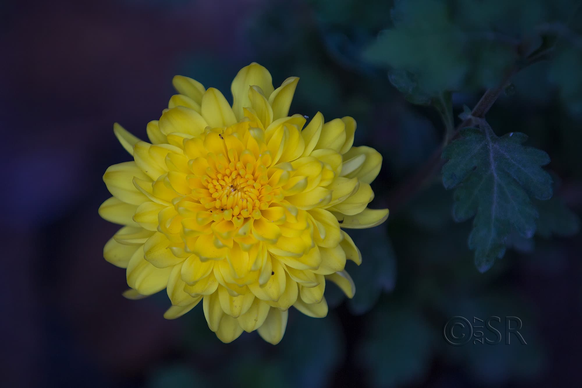 TJ2A2227-yellow-rose