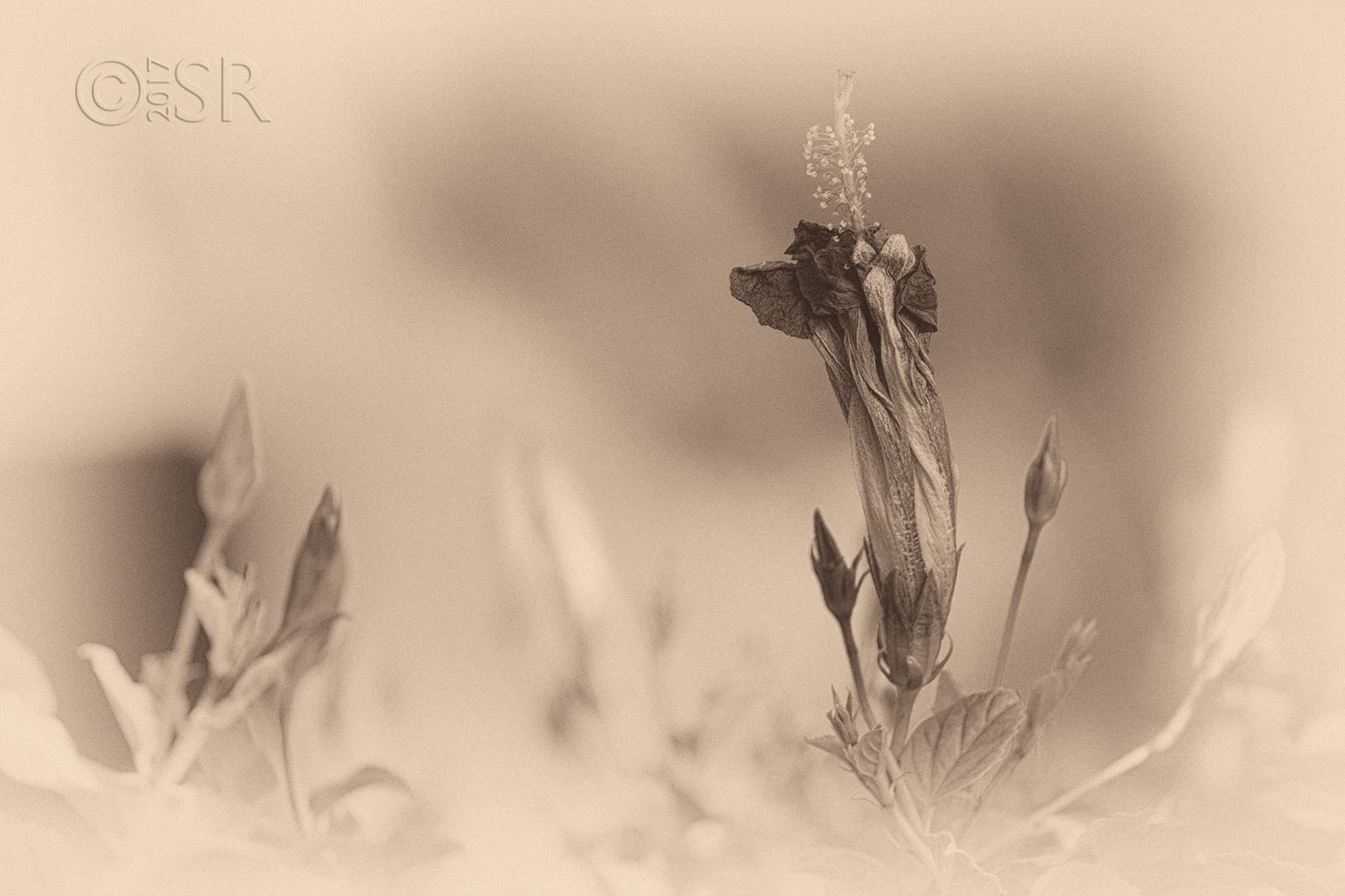 TJ2A3011-hibiscus-vintage