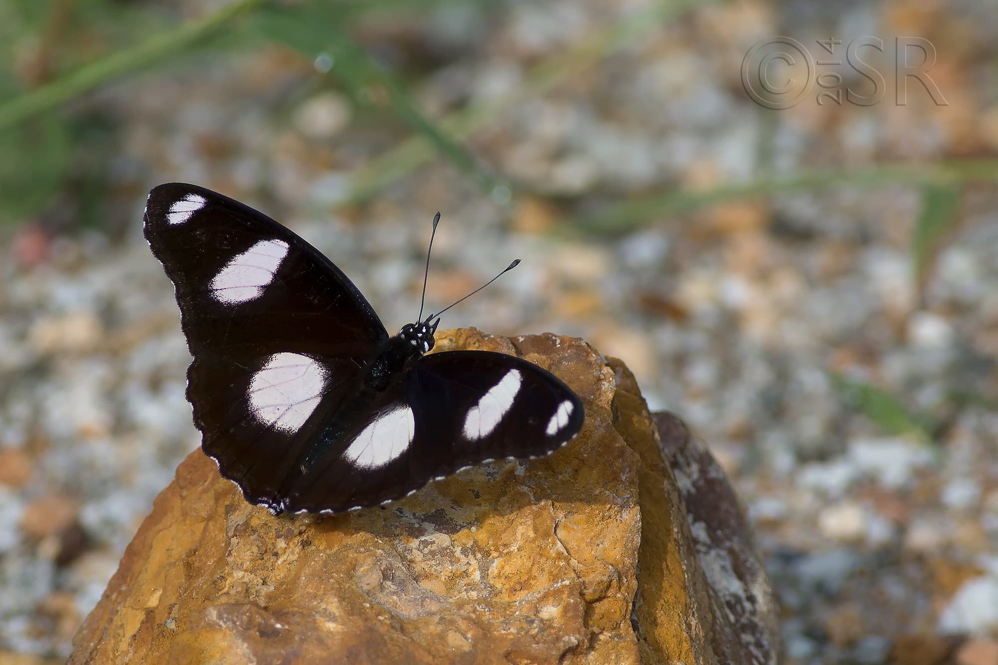 TJ2A3088-great-eggfly