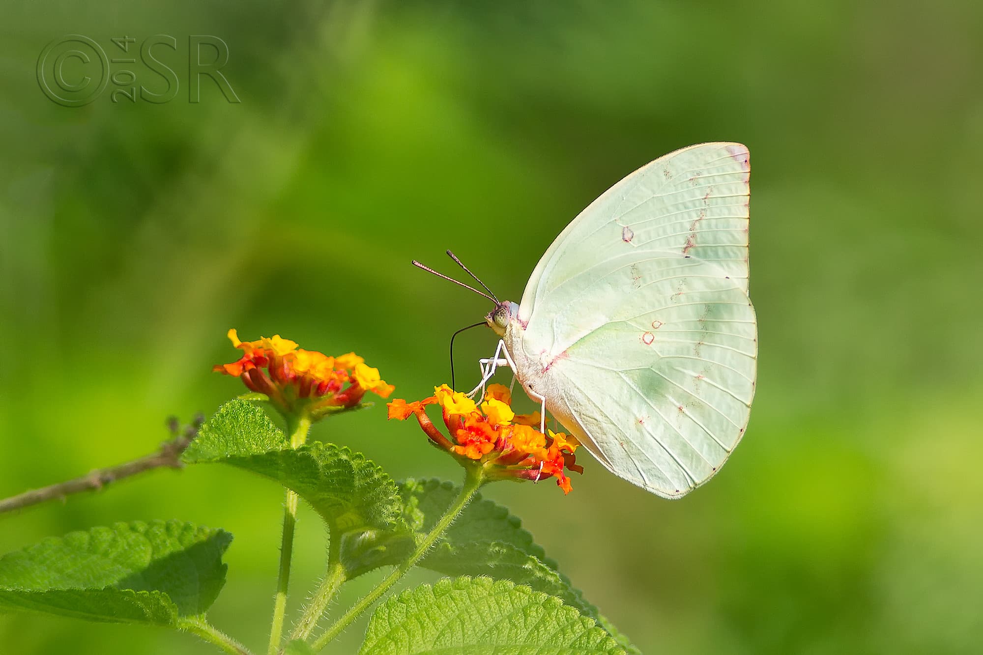 TJ2A3134-lemon-emigrant