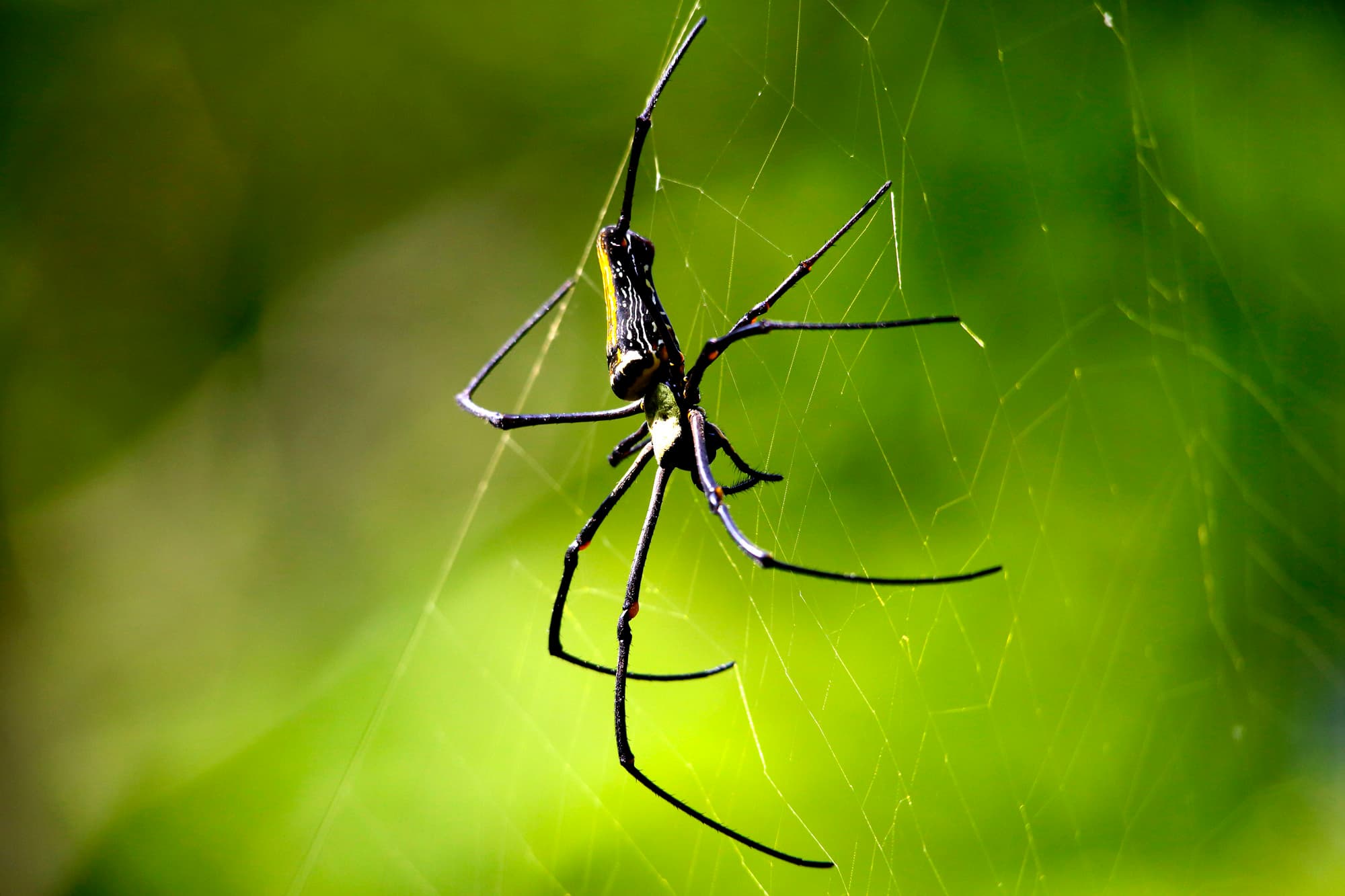 TJ2A3342-wood-spider