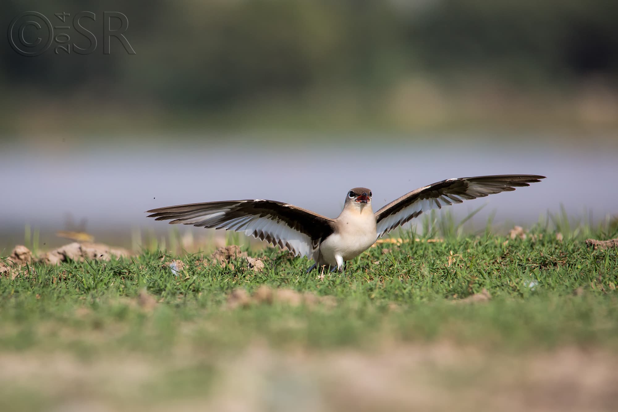 TJ2A3930-small-pratincole