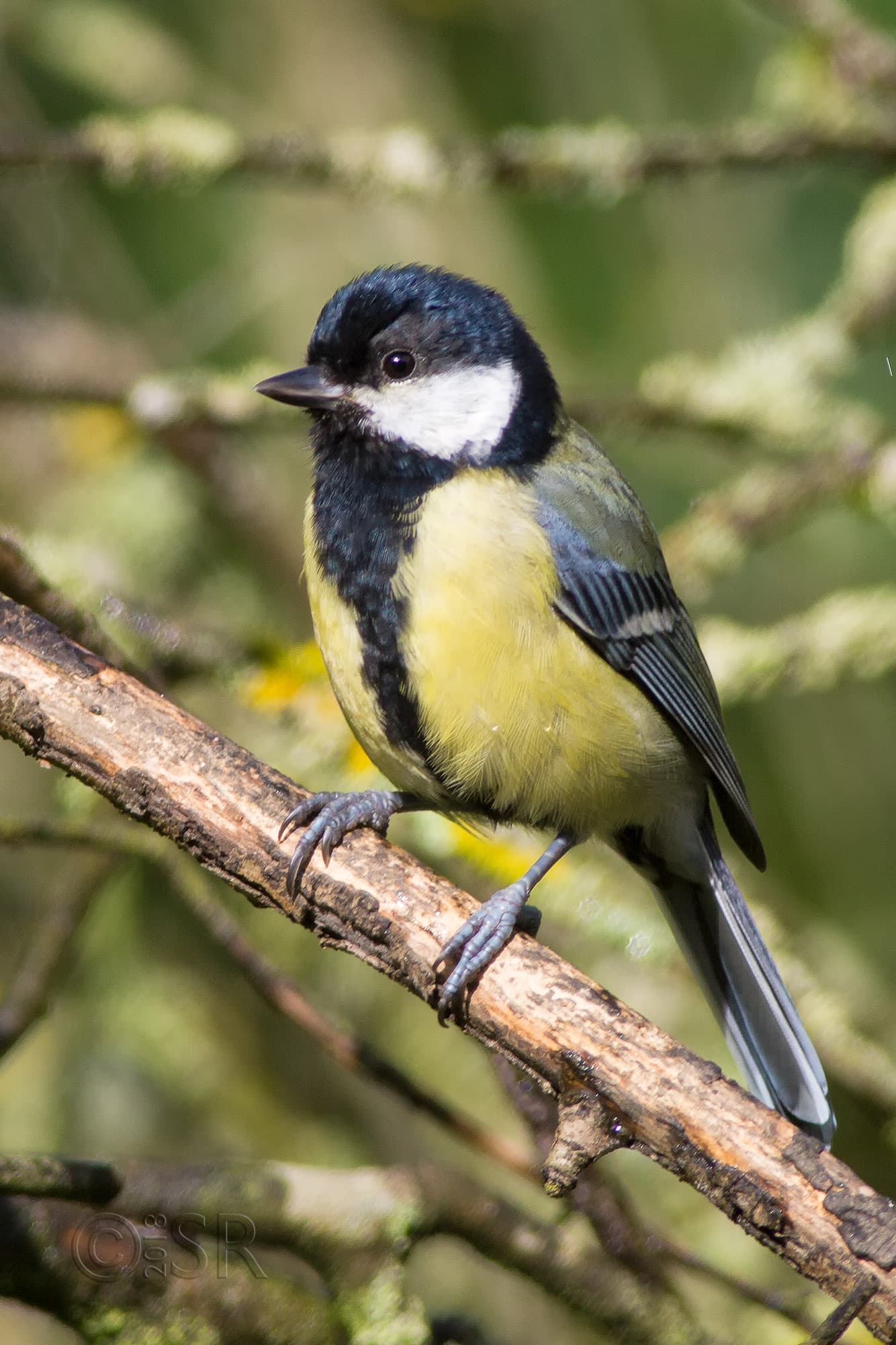 TJ2A4261-great-tit