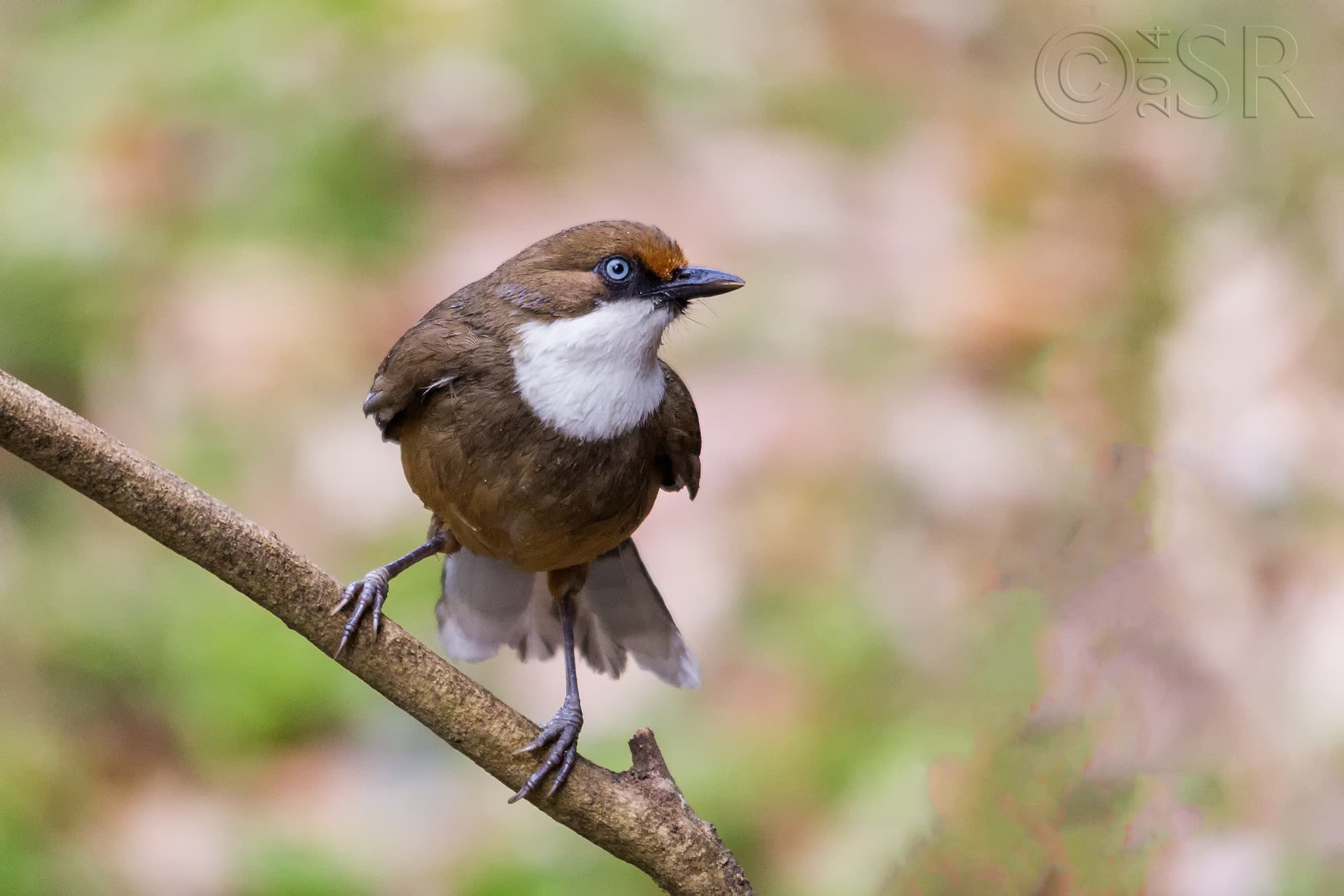 TJ2A4756-white-throated-laughing-thrush