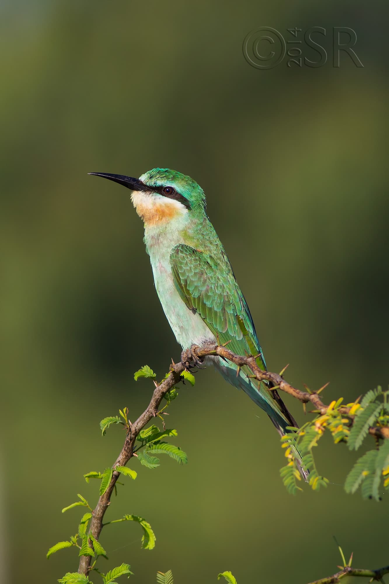TJ2A4795-blue-cheeked-bee-eater