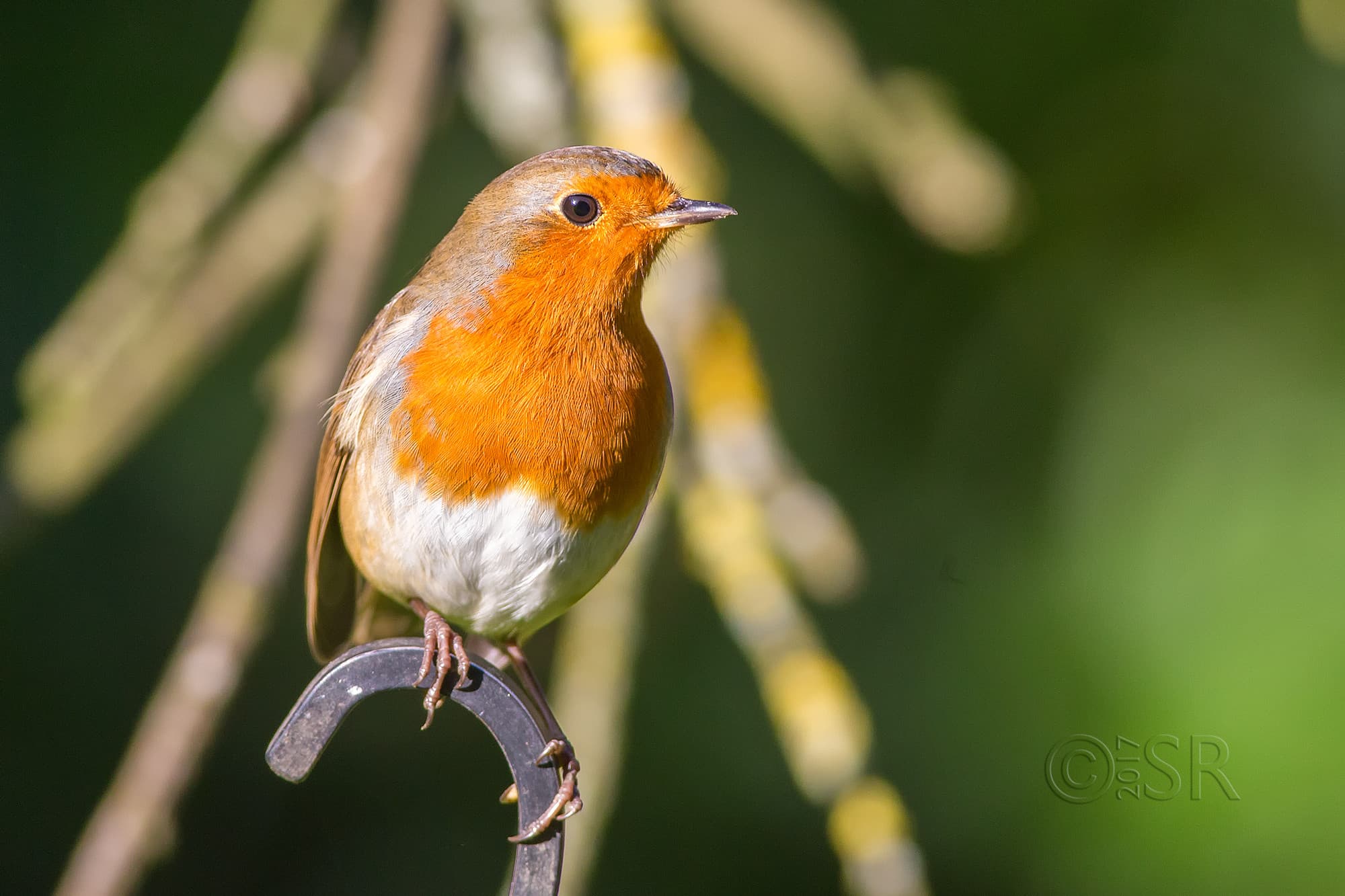 TJ2A5198-european-robin