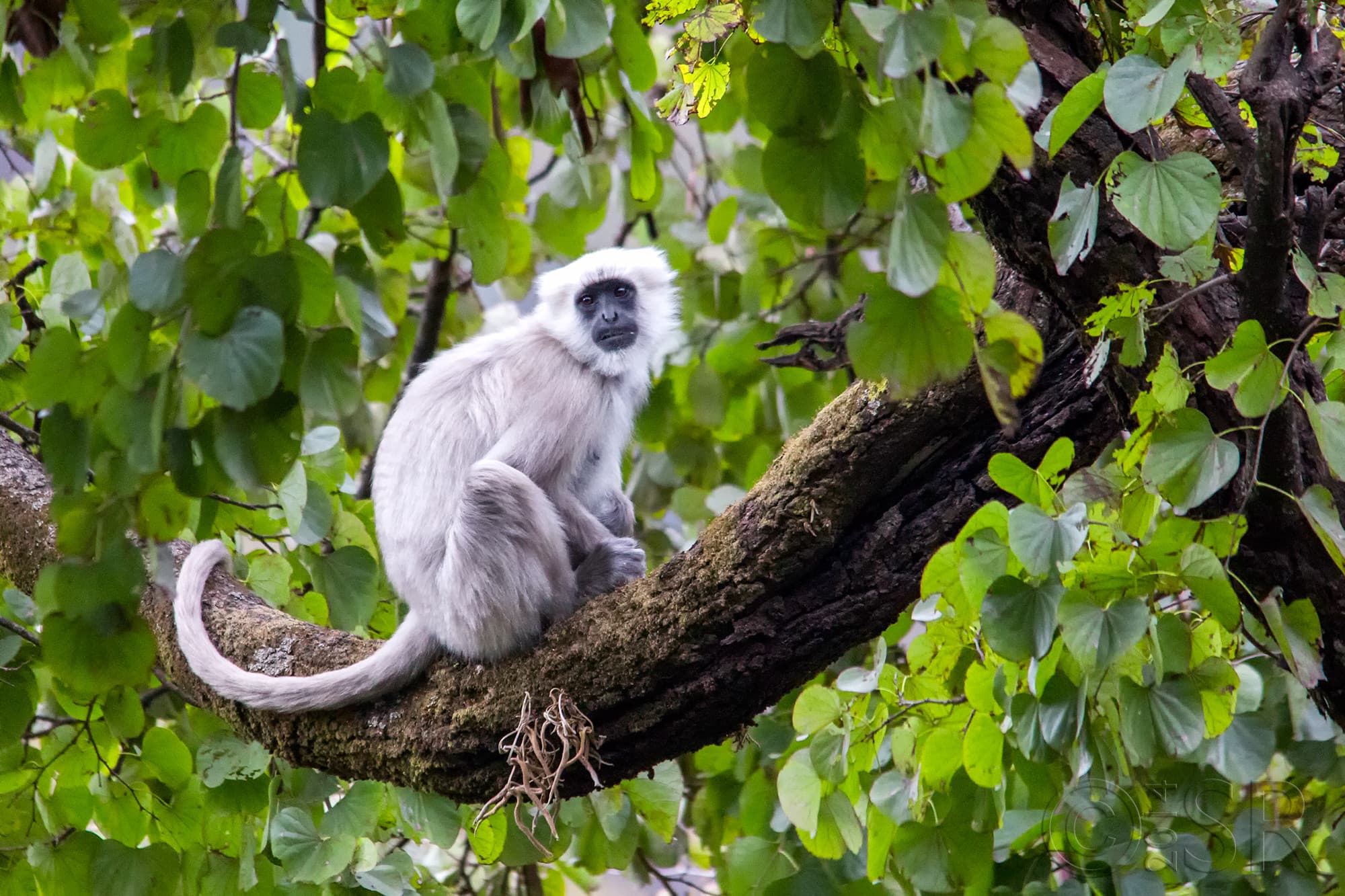 TJ2A5863-langur