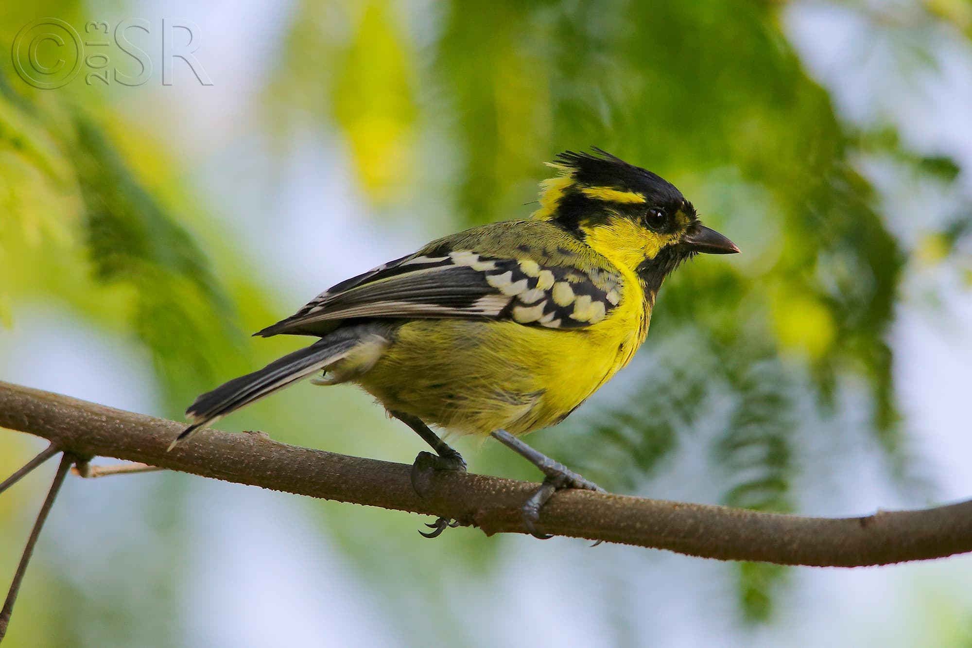 TJ2A5918-indian-yellow-tit