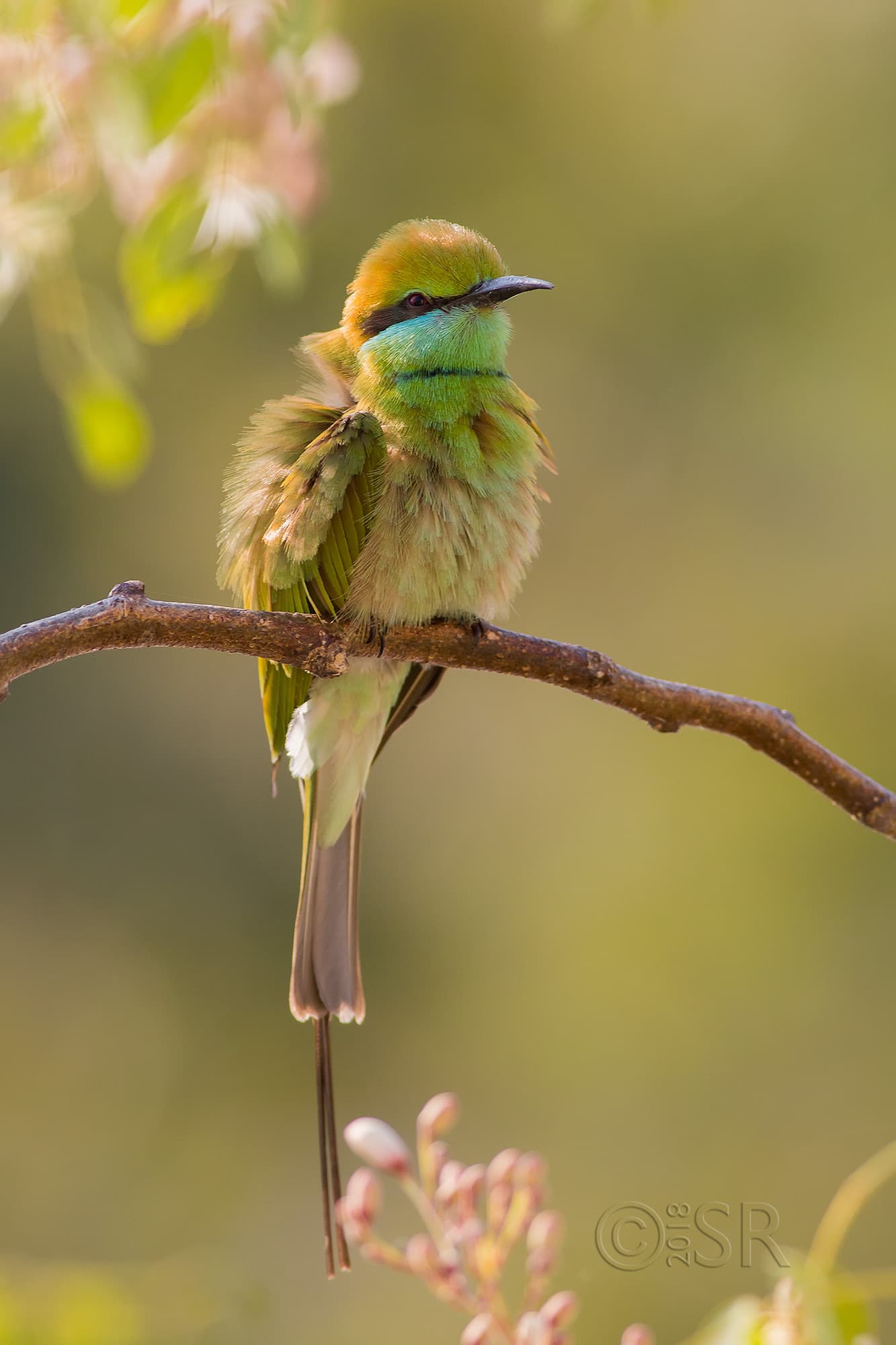 TJ2A6094-green-bee-eater